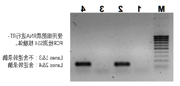 使用细胞质RNA进行RT-PCR检测S14核糖体.png