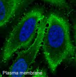 细胞质膜.png